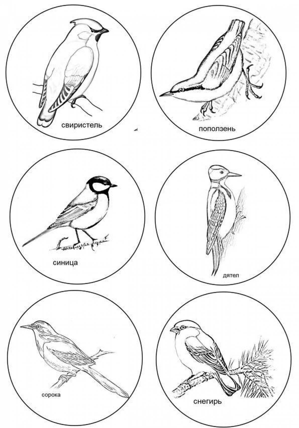 Плакат \"Перелётные и зимующие птицы\", А2 - MYSH4190031
