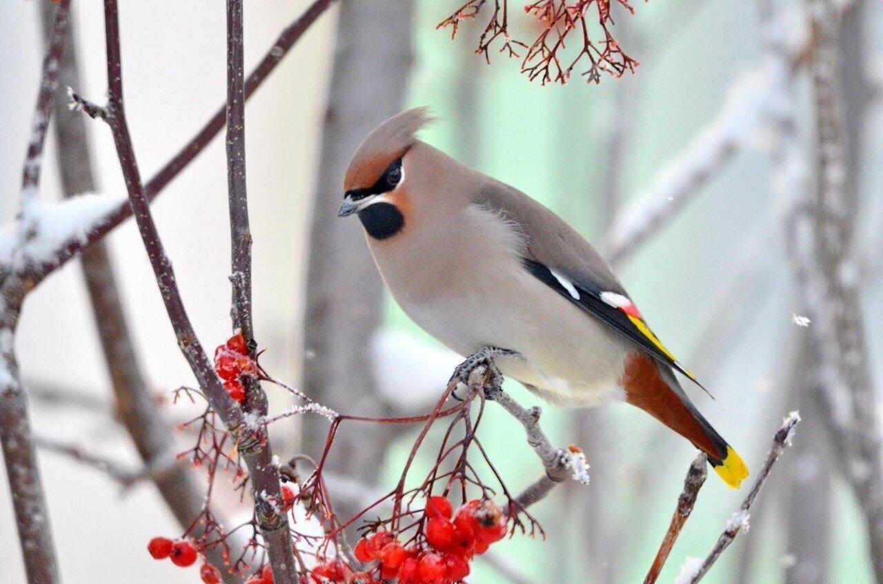 Зимующие птицы сибири картинки фотографии