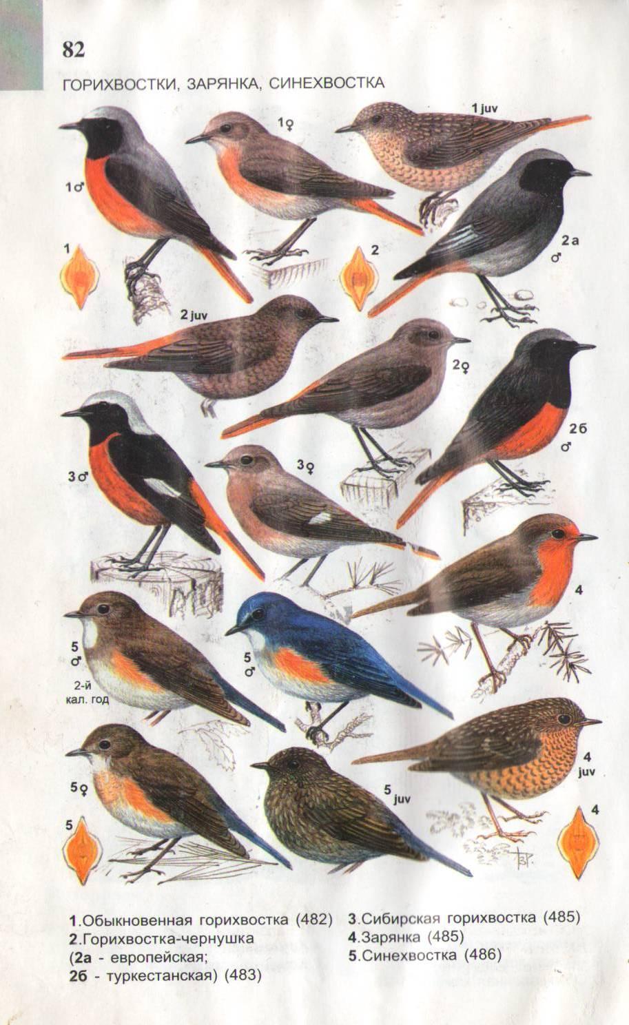 Раскраски птиц для сада (48 фото) » Картинки, раскраски и трафареты для  всех - Klev.CLUB