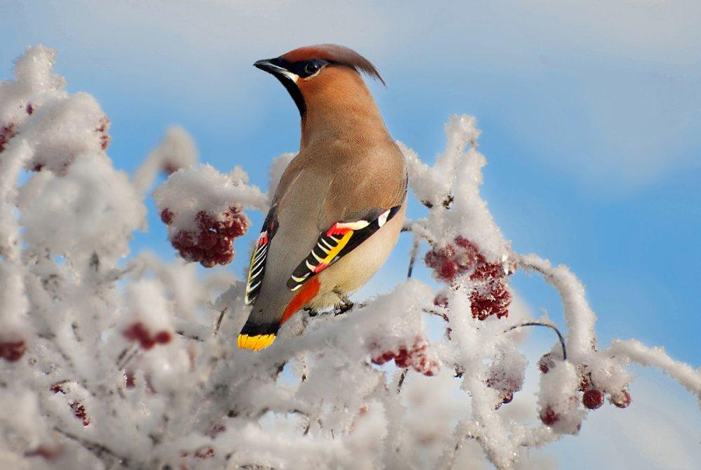 Сибирские птицы - картинки и фото poknok.art
