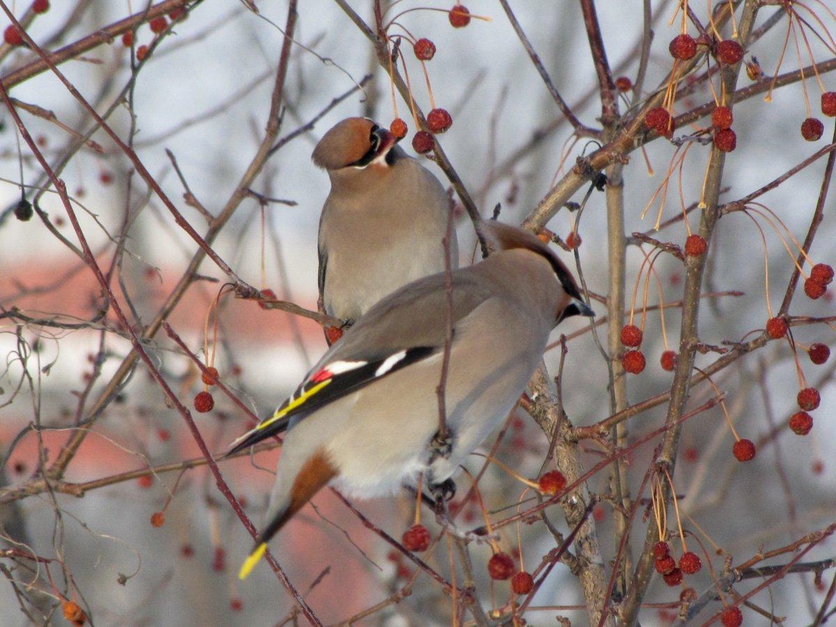 Зимующие птицы вологодской области - 67 фото