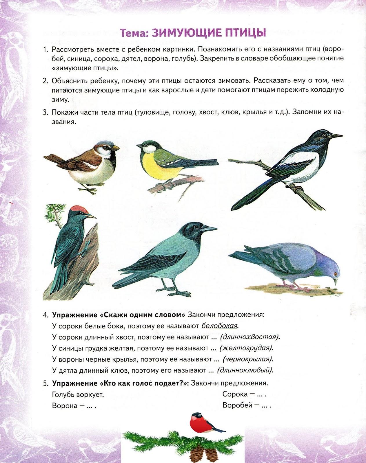 Птицы Сибири - 73 фото