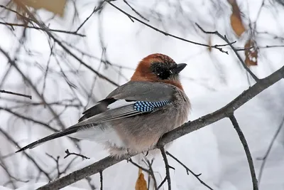 Зимующие птицы сибири - 72 фото