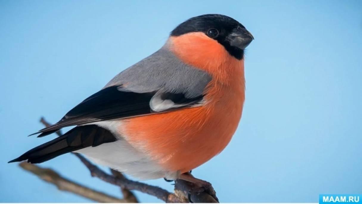 Зимующие птицы нашего края - презентация онлайн