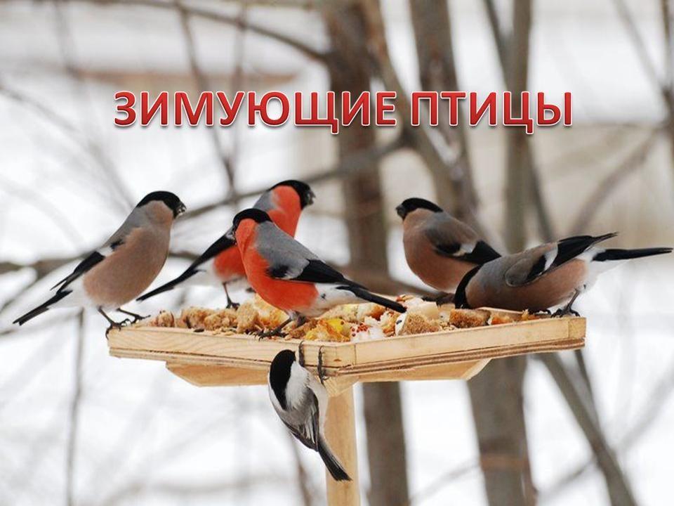 Зимние птицы западной сибири - 76 фото