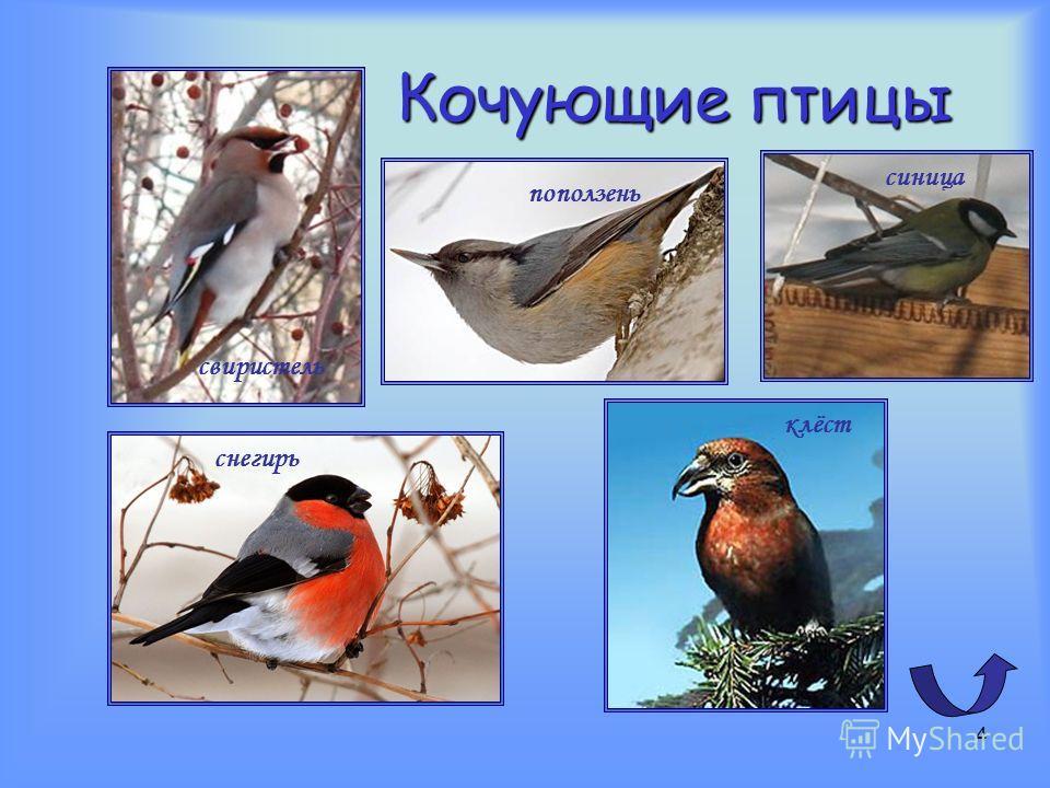Картинки птицы Сибири с названиями (100 фото)