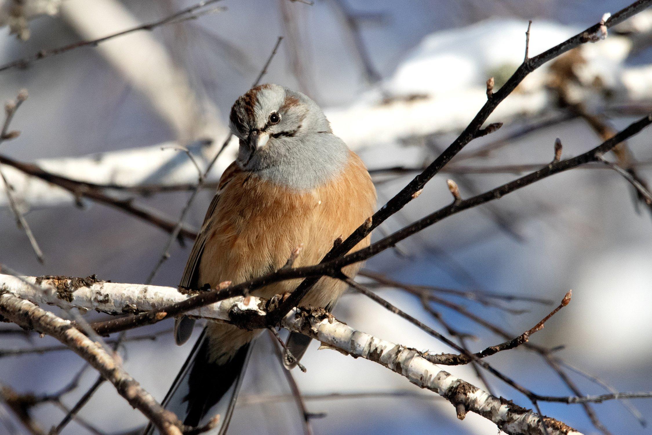 Особые гости – зимующие птицы: фотографии и изображения | Зимующие птицы  алтайского края Фото №544999 скачать