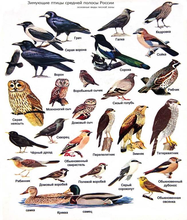 Зимующие птицы Поволжья». исследовательский поект