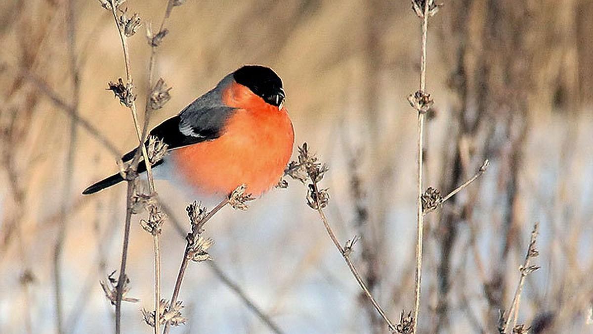 Зимнее кормление птиц: советы и рекомендации | Agro-market