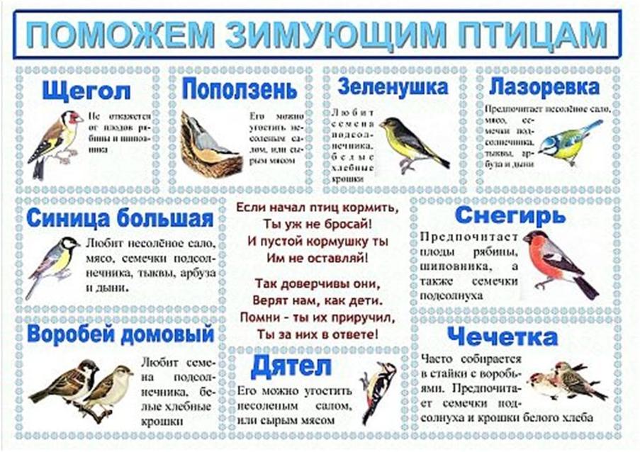 Секреты городских птиц: кто и как поет у нас под окнами - Новости на KP.UA