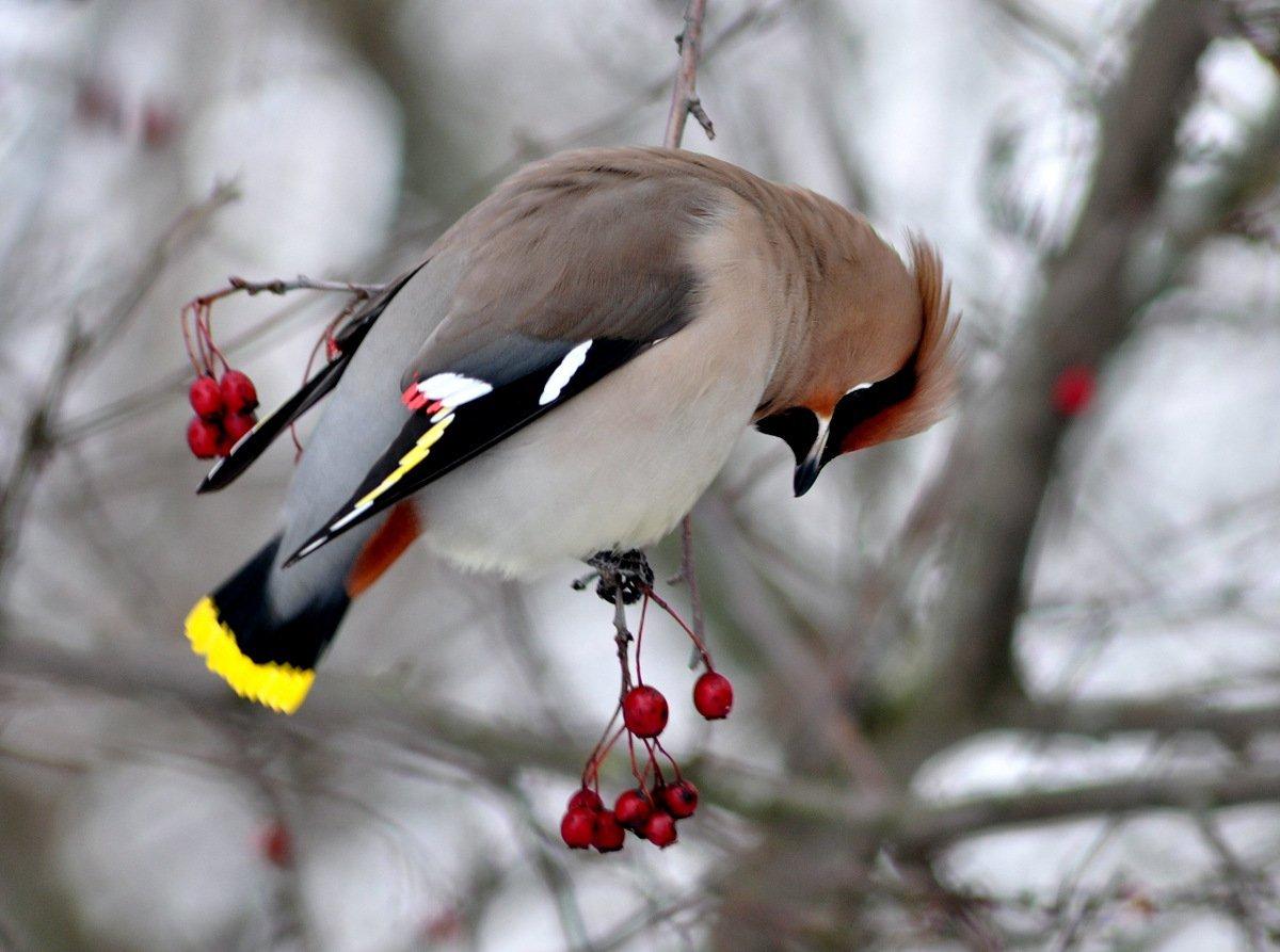 Около 45 видов птиц останутся на зимовку в Томской области | ОБЩЕСТВО | АиФ  Томск