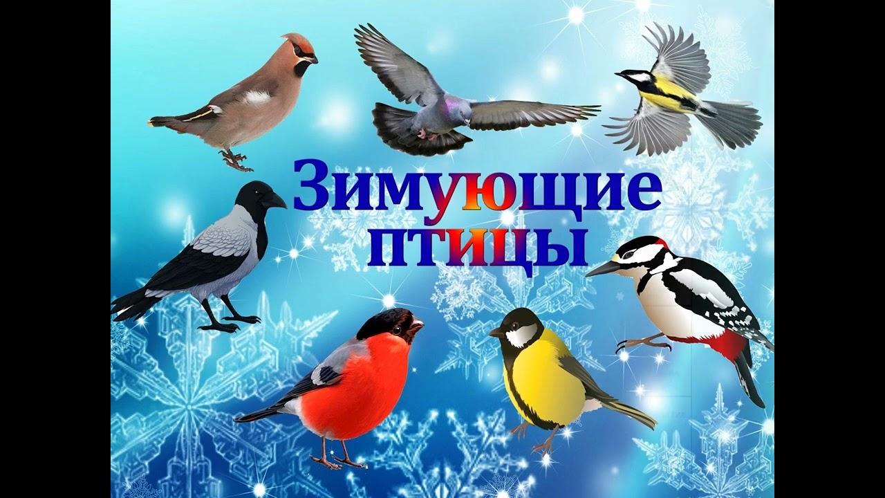 Зимующие птицы (Много фото!) - treepics.ru