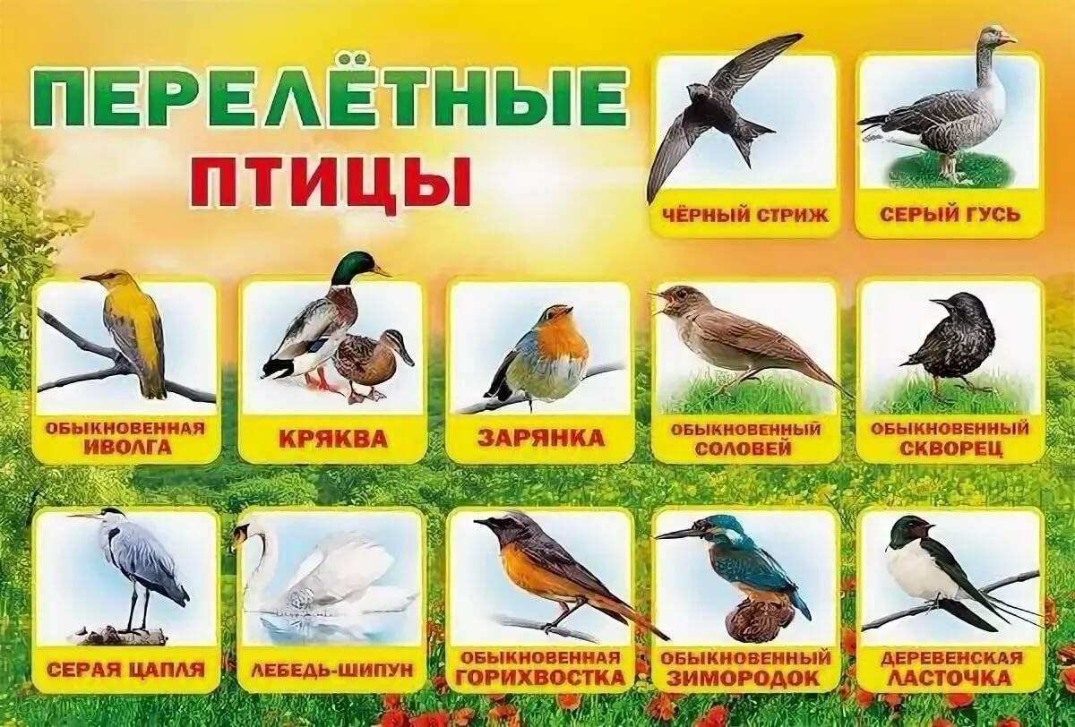 Птицы которые остаются (42 фото) - красивые фото и картинки pofoto.club