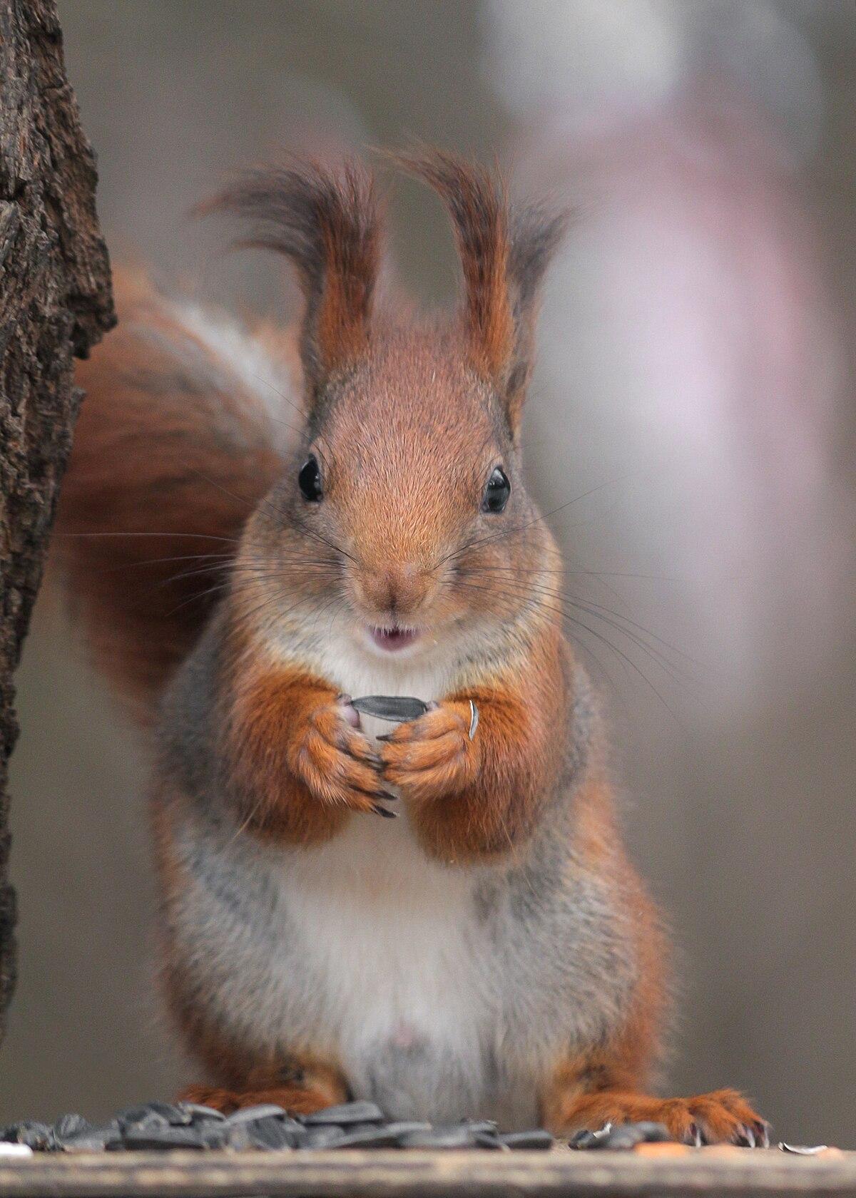 белка зимой или осенью ест орехи из человеческой руки. уход за животными  зимой или осенью Стоковое Изображение - изображение насчитывающей  внимательность, млекопитающее: 233425249