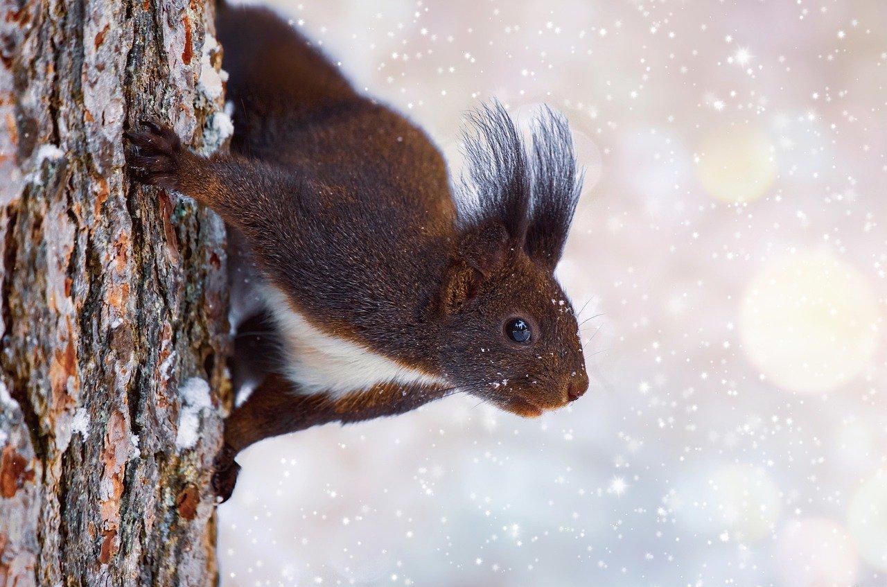 Фото: Белка зимой. Фотограф Георг Шнаак. Фото животных. Фотосайт Расфокус.ру