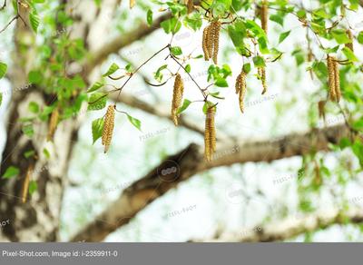 Берёза весной, 9 мая (11 фото) | Фото Иголка | Дзен