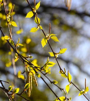 Скачать картинки Березы весна, стоковые фото Березы весна в хорошем  качестве | Depositphotos