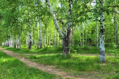 Березы на зеленой поляне весной в лесу Stock Photo | Adobe Stock