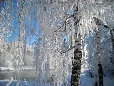 Зимнее изображение березы: скачивайте в JPG, PNG, WebP – как вам удобнее | Береза  зимой Фото №799393 скачать
