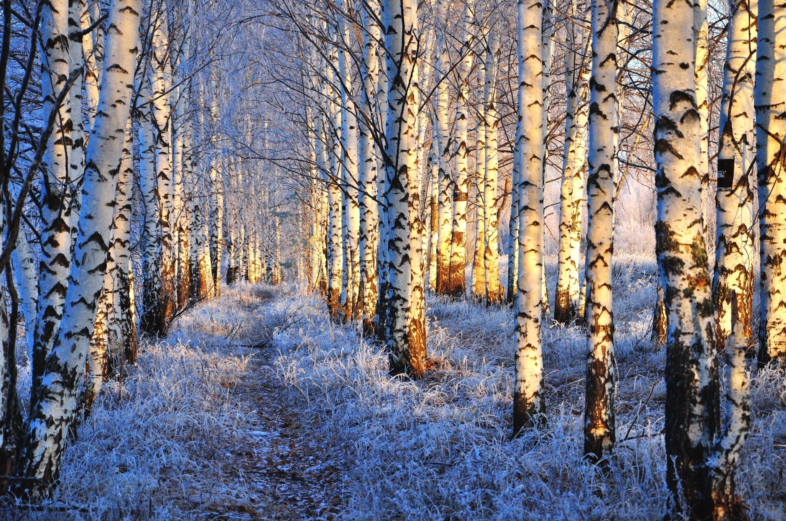 Березы зимой :: Елена Семигина – Социальная сеть ФотоКто