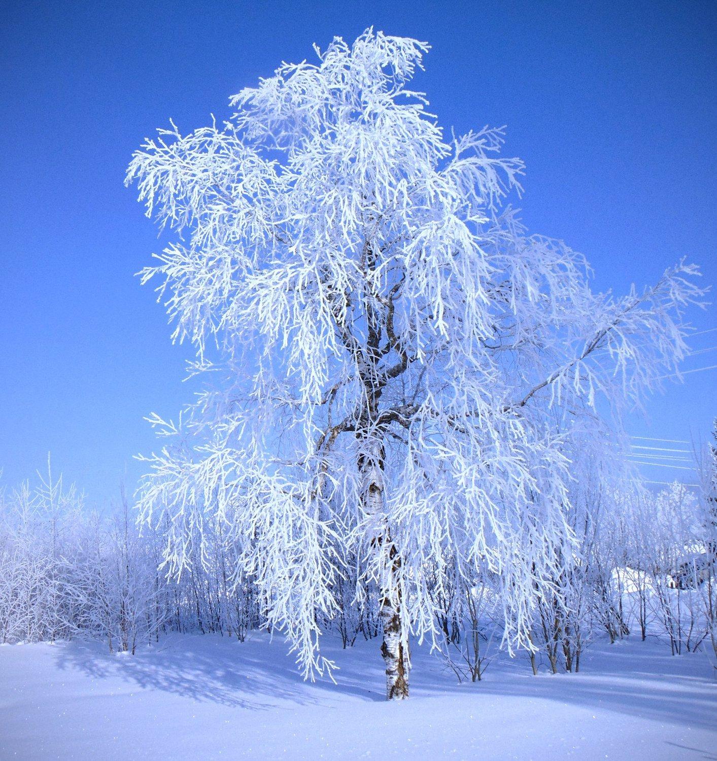 Зимний лес березы (54 фото) - 54 фото