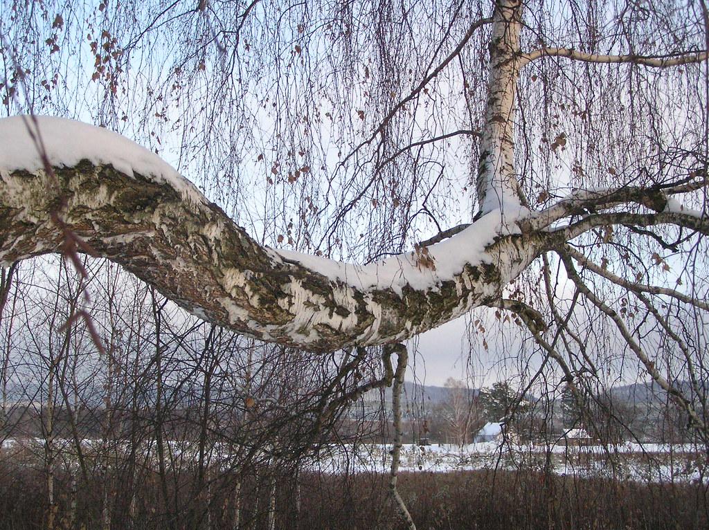 Береза зимой на фоне неба стоковое фото. изображение насчитывающей напольно  - 196848386