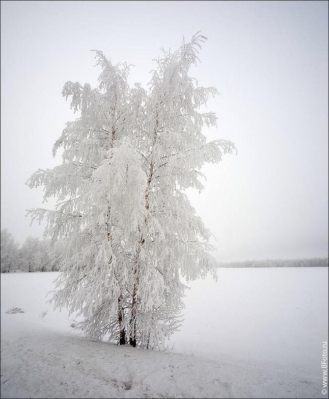 зима березы переулка стоковое изображение. изображение насчитывающей россия  - 6711067