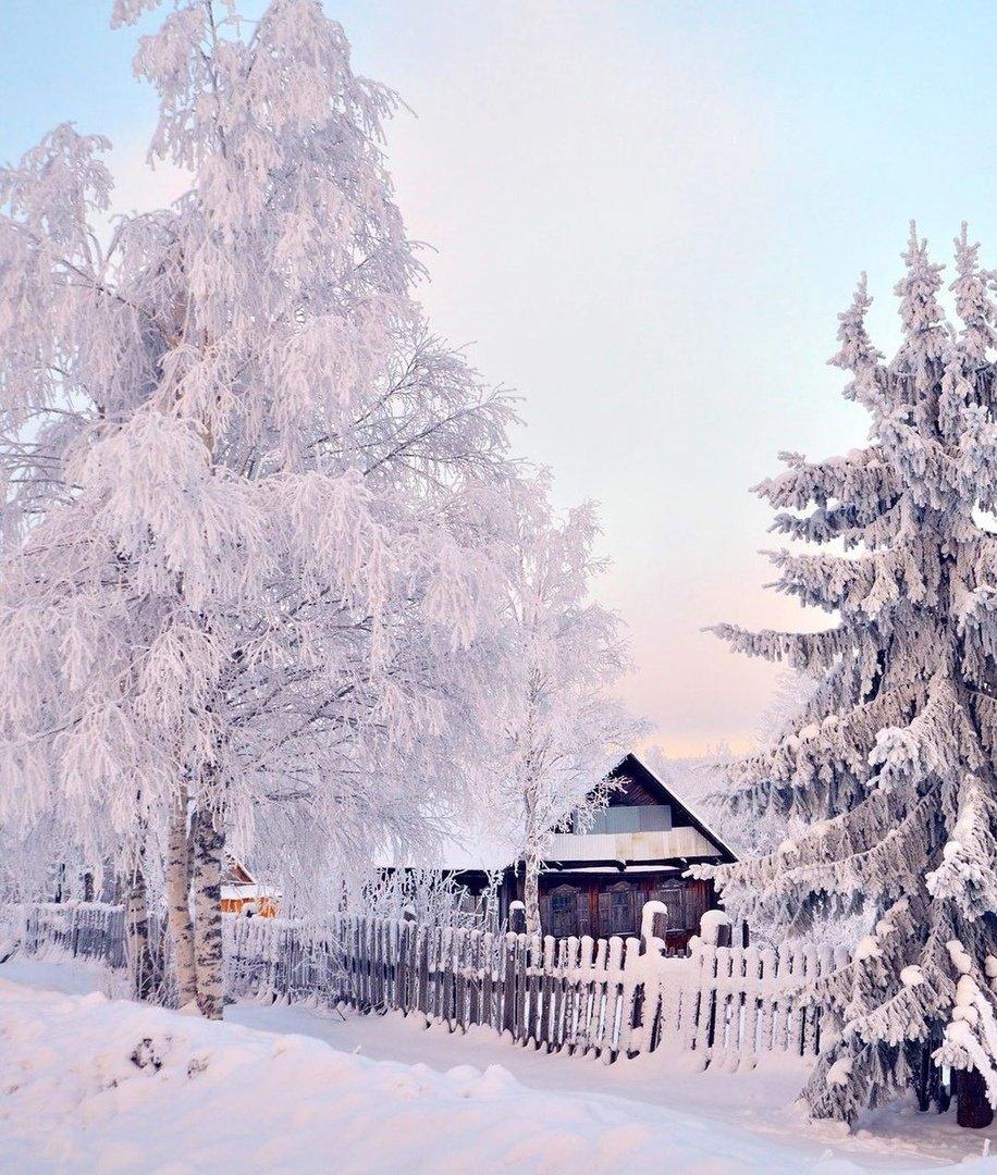 Береза зимой рисунок - 69 фото