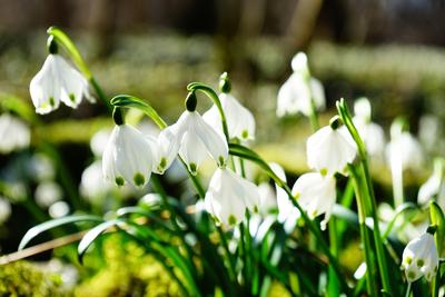 Природа весна Изображения – скачать бесплатно на Freepik