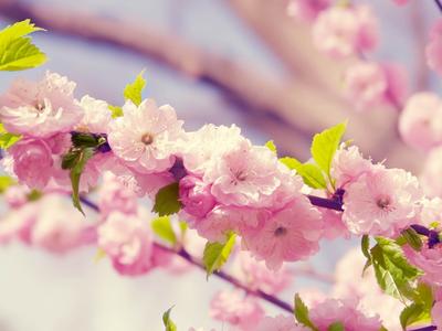 Начало Весны Вишня В Цвету Весна - Бесплатное фото на Pixabay - Pixabay