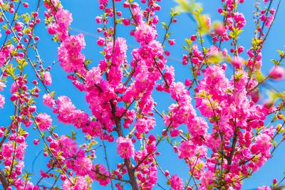 Картинка Весна идет » Весна » Природа » Картинки 24 - скачать картинки  бесплатно