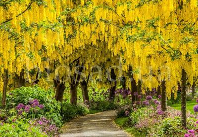 В тверском ботаническом саду цветёт бобовник \"Золотой дождь\" из миров  Толкиена - ТИА