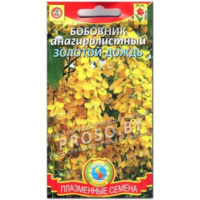 Бобовник (золотой дождь) анагировидный Буллатум (Bullatum) ᐉ купить с  доставкой почтой по Украине в питомнике Биосад