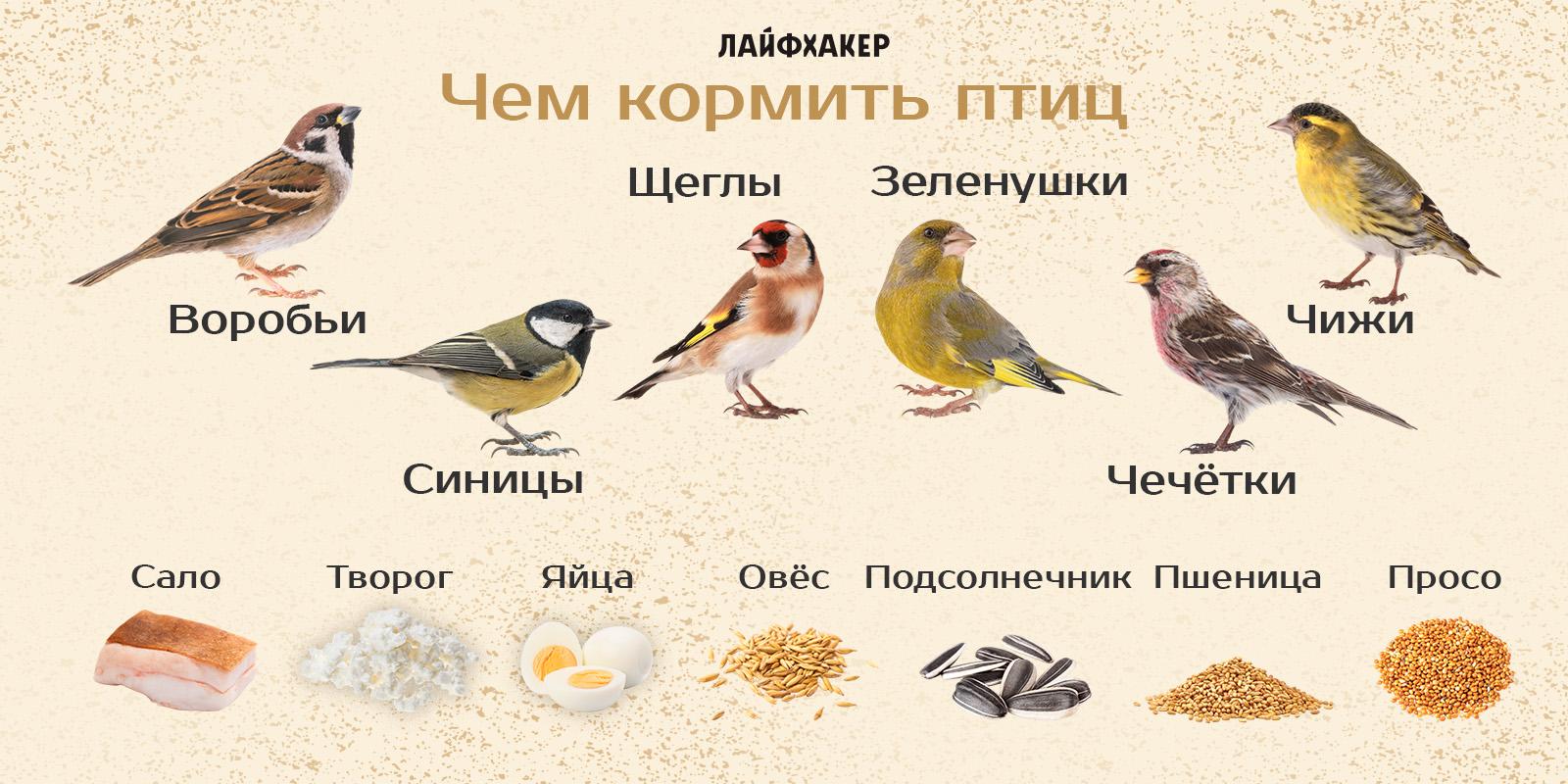 Чем кормить птиц зимой картинки