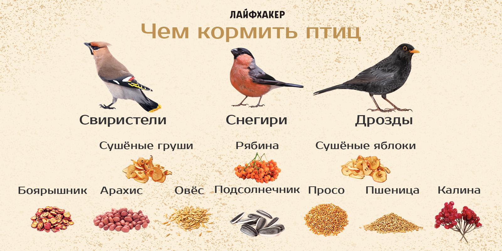 Как правильно кормить птиц зимой - Инфографика - РИАМО в Реутове