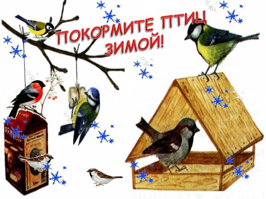 Птицы зимой в городе: кормить или нет? - KP.RU