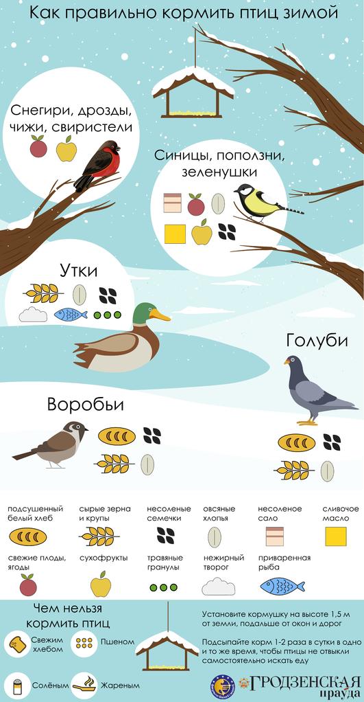Чем можно и чем нельзя кормить птиц зимой: таблица