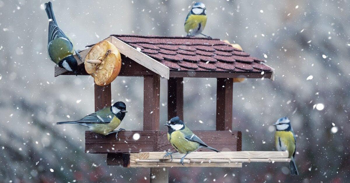 Заботясь, не навреди: чем и как можно кормить птиц зимой? - Телеканал «О!»