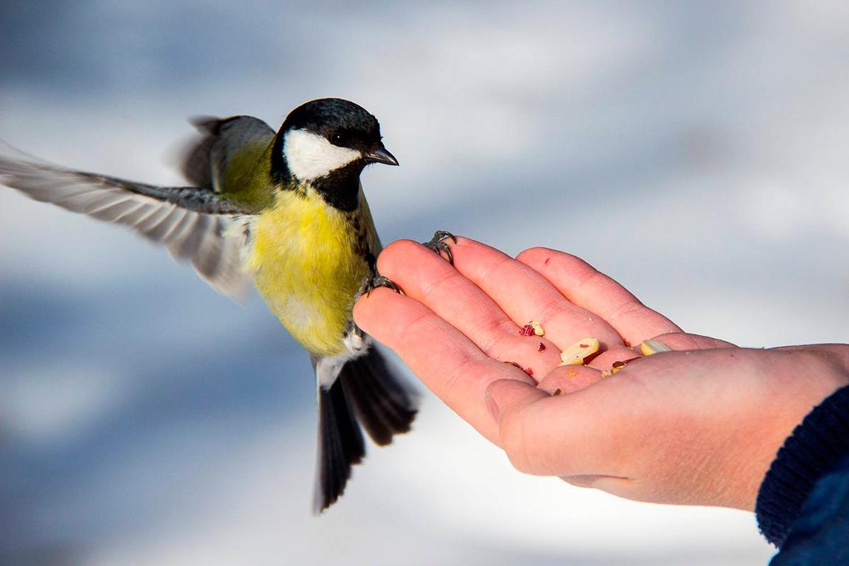 Зачем кормить птиц зимой и как правильно это делать