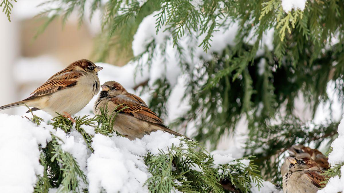 Творог — уткам, семечки — воробьям: рассказываем, чем кормить птиц зимой  (только не хлебом!)