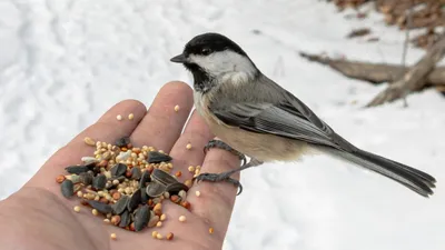 Оставаться людьми. Чем и зачем кормить птиц зимой: Общество: Облгазета