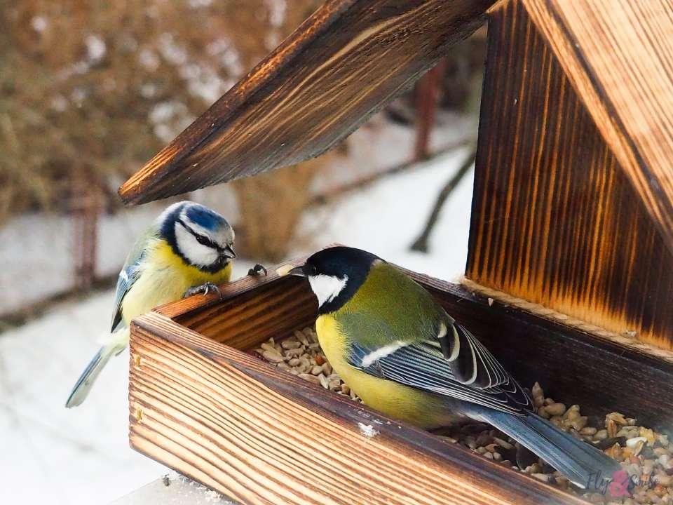Чем кормить птиц зимой? - мини-книга | скачать и распечатать