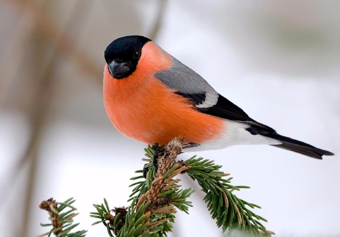 Как покормить птиц зимой и не облажаться. #Экографика — #МОСЭКО / #РОСЭКО /  #ЭкоПомощники