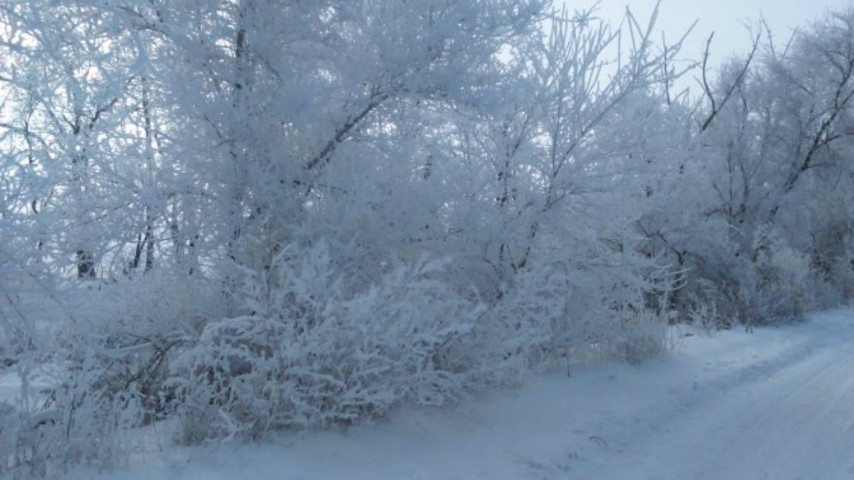 File:Печерский лесопарк — Прекрасная зима.jpg - Wikimedia Commons