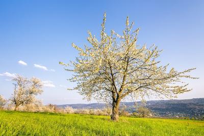 Деревья весной картинки фотографии