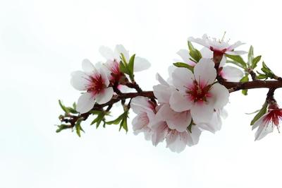 Цветущие деревья весной | Премиум Фото