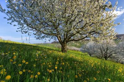 Деревья весной. :: Анфиса – Социальная сеть ФотоКто