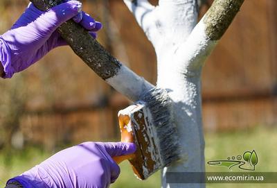 Защита деревьев от вредителей - как правильно их белить весной | РБК Украина