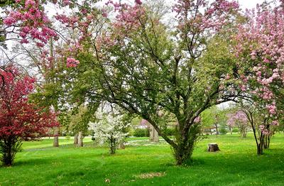 Картинки цветущие деревья весной (70 фото) » Картинки и статусы про  окружающий мир вокруг