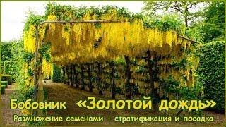 Бобовник \"Золотой дождь\" (Laburnum anagyroides) Купить в Симферополе |  Садовый центр Фрея, Крым